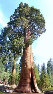 Graines de séquoia géant, sequoiadendron gigantum (pkd) - 10 graines