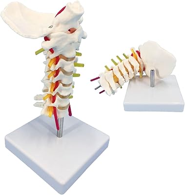 Modèle de colonne cervicale in vivo avec nerf, modèle anatomique de colonne cervicale
