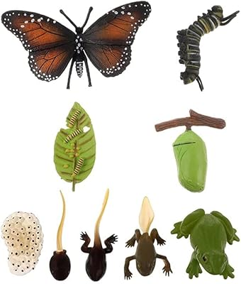 Ensemble de 2 modèles de cycle de vie des insectes figurines du papillon