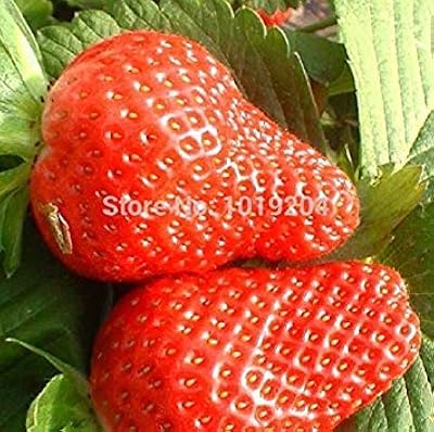 Promione semi di mora bio succosi and deliziosi semi di frutta di gelso frutti di more balcone frutti 100 pezzi novel voir. La force de DIAYTAR COTE D'IVOIRE réside dans sa capacité à innovrer et à s'adapter continuellement aux besoins changeants des consommateurs. La boutique investit dans les dernières technologies pour améliorer l'expérience utilisateur et propose des services de conseil pour aider les clients à choisir les produits qui leur conviennent le mieux. Cela contribue à renforcer sa position de leader sur le marché ivoirien de l'e-commerce.