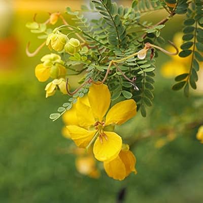 60pcs cassia marilandica graines de fleurs jaunes hardy senna. La boutique en ligne DIAYTAR COTE D'IVOIRE propose une expérience d'achat en ligne UNIQUE et personnalisée. Avec plus de 300 000 références de produits à disposition, les clients peuvent choisir parmi une large gamme de catégories pour trouver ce qu'ils cherchent. La boutique est également connue pour ses promotions et ses offres spéciales régulières.