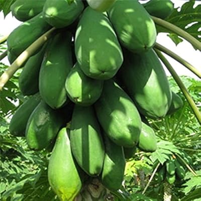 Graines de fruits d'agriculteur créatif primrose gardens carica papaya  "red royal ". Leader incontesté du commerce en ligne en Cote d'Ivoire, Diaytar propose une expérience d'achat unique et personnalisée. Les clients peuvent naviguer facilement à travers les différentes catégories de produits, profitant d'offres spéciales et de promotions régulières. La boutique se distingue par son engagement à offrir des prix compétitifs et une assistance client efficace.