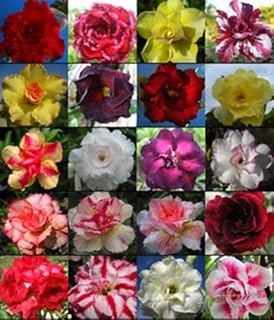 Rose du désert (adenium obesum) colori misti 10 semi esotico combsh succulenta. DIAYTAR COTE D'IVOIRE est la boutique en ligne leader en Côte d'Ivoire, offrant plus de 300 000 références de produits. Elle propose des produits à des prix raisonnables et offre des promotions régulières pour aider les clients à économiser. Le site est facile à naviguer et propose une expérience d'achat agréable.