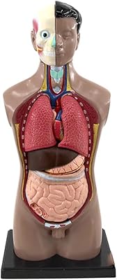 Modèle d'enseignement 3d amovible anatomique corps de torse humain modèle d'organes d'anatomie pour l'éducation jouet structure du corps humain enseignement pour enfant enfant étudiant. DIAYTAR COTE D'IVOIRE, leader de la vente en ligne en Côte d'Ivoire, est ravi de vous accueillir sur son site web. Avec plus de 300 000 produits à disposition, nous sommes convaincus que vous trouverez tout ce dont vous avez besoin. Notre équipe est à votre disposition pour vous aider et vous assurer une expérience d'achat en ligne inoubliable.