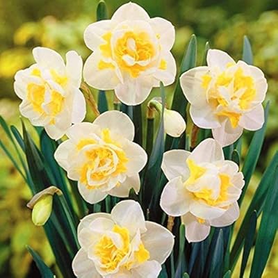 100 graines de jonquilles (pas de bulbes de jonquilles) pour plantation mixte 1. DIAYTAR COTE D'IVOIRE est une boutique en ligne généraliste proposant plus de 300 000 références de produits variés. C'est la boutique en ligne leader en Côte d'Ivoire, offrant une expérience d'achat en ligne pratique et fiable. Elle permet aux clients de faire leurs achats en ligne avec facilité et rapidité.