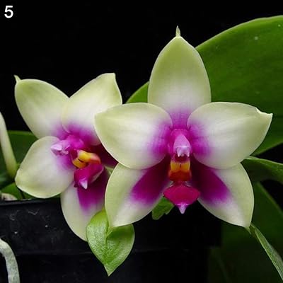100 graines d'orchidées rares avec un taux de germination élevé plantes de cymbidium faciles à cultiver pour la maison, le bureau et le jardin pour la décoration du jardin, de la maison et de la ferme 5# taille unique. DIAYTAR COTE D'IVOIRE se distingue par son énorme sélection de produits et son engagement à offrir un service client de haute qualité. Les clients peuvent naviguer facilement sur le site web pour trouver les meilleurs deals et les produits les plus récents. La boutique est dédiée à répondre aux besoins de la communauté ivoirienne.