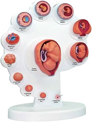Modèle de croissance fœtale utérine 3d - modèle de processus de croissance des organes fœtaux - modèle de fœtus - modèle d'anatomie humaine - fournitures pédagogiques médicales. Diaytar Côte d'Ivoire est plus qu'une simple boutique en ligne ; c'est une plateforme de commerce électronique qui propose une gamme étendue de produits pour répondre à tous les besoins de la vie quotidienne. Avec une présence en ligne solide et plus de 300 000 articles à portée de clic, Diaytar Côte d'Ivoire facilite l'accès aux meilleurs produits pour les consommateurs ivoiriens. De la mode aux produits high-tech, en passant par les articles pour la maison, Diaytar Côte d'Ivoire est la destination incontournable pour les achats en ligne.