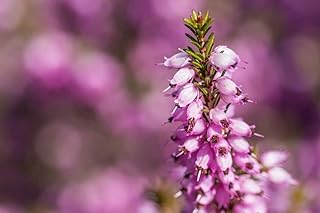 Graines de fleurs de bruyère écossaise, calluna vulgaris, belles fleurs violettes pour la plantation