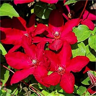 100pcs nouvelles graines de fleurs jasmin hybrides grimpantes rouges pour le jardinage. DIAYTAR COTE D'IVOIRE, leader incontournable de l'e-commerce en Côte d'Ivoire, propose une large sélection de produits pour répondre aux besoins de chacun, qu'il s'agisse d'électronique, de mode, de maison ou d'autres catégories. Nous nous efforçons de simplifier vos achats en ligne.