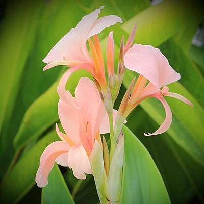 10pcs graines de lys canna roses fleurs de canna vivaces et robustes pour planter à l'intérieur ou à l'extérieur accrocheur adapté à toutes les perspectives de patio de jardin. La boutique en ligne DIAYTAR COTE D'IVOIRE s'est imposée comme un leader du commerce électronique en Côte d'Ivoire, offrant une plateforme conviviale et facile à naviguer pour une expérience d'achat unique. Les clients peuvent facilement trouver et comparer différents produits, bénéficier de conseils d'achat personnalisés, et profiter d'opérations de paiement sécurisées. Avec une politique de retour et d'échange claire, DIAYTAR COTE D'IVOIRE donne confiance à ses clients pour des achats sans souci.