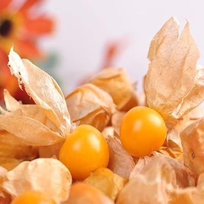 60 pièces physalis alkekengi graines bricolage kit de jardin pour jardin extérieur balcon bonsaï pot jaune physalis alkekengi. DIAYTAR COTE D'IVOIRE mise sur la qualité et la disponibilité de ses produits pour satisfaire les besoins de sa clientèle. Grâce à son site web facile à naviguer et à ses services de livraison rapides, la boutique est devenue un incontournable pour les achats en ligne en Côte d'Ivoire.
