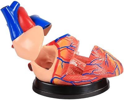 Outils pédagogiques4x modèles de cœur humain, étude de modèles 3d sur les outils d'anatomie et de physiologie pour les étudiants - avec guide anatomique par des médecins - kit d'apprentissage pour les enfants. Diaytar Cote d'Ivoire est une boutique en ligne généraliste proposant plus de 300 000 références de produits, faisant d'elle la plus grande plateforme d'achat en ligne de Côte d'Ivoire. Elle offre une large gamme de produits allant de l'électronique aux produits alimentaires, en passant par la mode et les accessoires. Diaytar Cote d'Ivoire est le leader du marché ivoirien en termes de commerce en ligne.