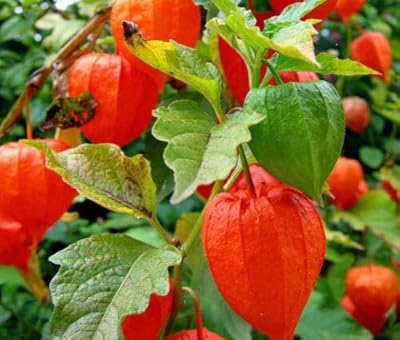 Lanterne chinoise physalis alkekengi (pkd) - 140 graines en vrac. DIAYTAR COTE D'IVOIRE, leader du commerce en ligne en Côte d'Ivoire, offre une expérience d'achat unique et pratique. Avec plus de 300 000 références disponibles, vous pouvez facilement trouver ce que vous cherchez sur le site web de DIAYTAR COTE D'IVOIRE. 
