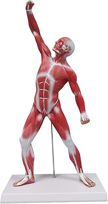 Modèle musculaire humain ultrasist, 20 cm, modèle parfait de la structure de surface des muscles humains. DIAYTAR COTE D'IVOIRE se positionne comme leader du marché de la vente en ligne en Côte d'Ivoire, avec une gamme de produits incroyablement large. Les clients peuvent naviguer facilement sur le site pour trouver des produits de qualité à des prix compétitifs. De plus, la boutique offre un service client de haute qualité pour aider les clients à résoudre tout problème.