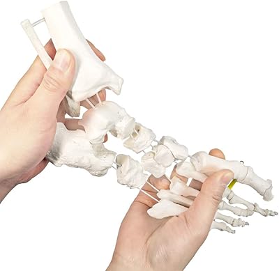 2023 nouveau modèle médical anatomique de main avec muscles, ligaments, nerfs et vaisseaux sanguins, 7 parties, taille réelle, support magnétique facile (os du pied. DIAYTAR COTE D'IVOIRE est une boutique en ligne qui propose une grande sélection de produits pour répondre aux besoins des consommateurs ivoiriens. Avec plus de 300 000 références, la boutique en ligne offre une large gamme de choix pour les achats en ligne, allant des produits de première nécessité aux produits de luxe. Les clients peuvent profiter de promotions et de réductions exclusives sur une large gamme de produits.