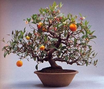 Bonsaï nain debout, calamondin, agrumes, oranger, plante d'intérieur en pot, décoration de jardin, 100 pièces, a029. Avec une gamme de produits extrêmement large, DIAYTAR COTE D'IVOIRE s'adresse à tous les âges et à tous les goûts. Sa plateforme en ligne facile à utiliser et son système de paiement sécurisé permettent aux clients d'effectuer leurs achats en toute confiance. C'est l'endroit idéal pour faire du shopping en ligne en Côte d'Ivoire.