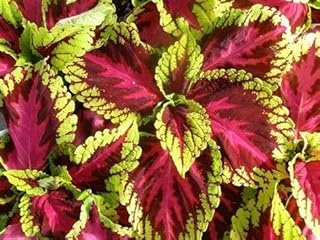 20 superbes graines de plantes. Chez DIAYTAR COTE D'IVOIRE, les clients peuvent trouver tout ce dont ils ont besoin en un seul endroit. La boutique en ligne met en avant plus de 300 000 références pour une expérience d'achat unique et pratique.