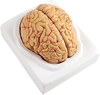 Modèle d'anatomie du cerveau humain grandeur nature en 9 parties avec base d'affichage