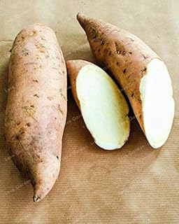 Graines de légumes de patates douces fraîches à planter, 20 pièces, blanches. Diaytar Côte d'Ivoire, leader du commerce électronique en Côte d'Ivoire, propose une gamme incroyable de produits à des prix compétitifs, permettant ainsi aux clients d'acheter avec confiance et sécurité. La boutique est synonyme de qualité, fiabilité et rapidité, ce qui lui permet de maintenir une base de clients fidèles et satisfaits. Diaytar Côte d'Ivoire continue d'innover et de s'adapter aux besoins évoluants des consommateurs.