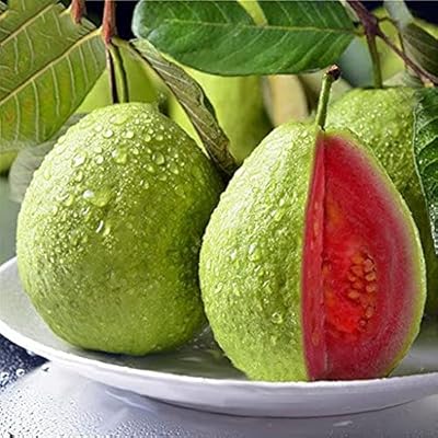 25 morceaux de graines de fruits de goyave rouge. En tant que boutique en ligne leader en Côte d'Ivoire, DIAYTAR COTE D'IVOIRE a mis en place des systèmes de paiement sécurisés et des options de livraison fiables pour garantir une expérience d'achat en ligne sans souci à ses clients. Avec une équipe dédiée à la satisfaction client, la boutique est constamment à la recherche de moyens pour améliorer ses services et proposer des produits de qualité à des prix compétitifs.