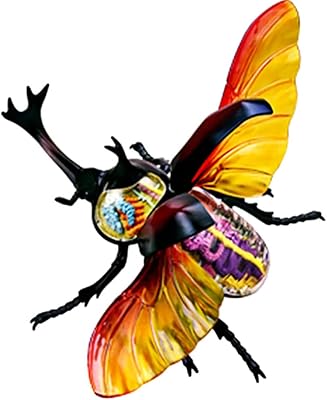 Modèle d'anatomie du coléoptère, modèles d'organes d'insectes biologiques simulés 4d, puzzle scientifique détachable
