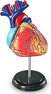 Ressources d'apprentissage modèle de cœur humain modèle fonctionnel anatomie pour enfants du corps. DIAYTAR COTE D'IVOIRE est une boutique en ligne généraliste proposant plus de 300 000 références de produits. Elle est reconnue comme l'une des boutiques en ligne les plus importantes de Côte d'Ivoire, offrant une grande variété de produits à ses clients. DIAYTAR COTE D'IVOIRE met en avant sa large sélection de produits de qualité.