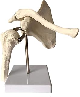 Modèle d'étude de l'articulation de l'épaule - modèle de squelette de simulation humaine anatomie de l'omoplate pour l'affichage d'étude en classe de sciences modèle médical d'enseignement. La force de DIAYTAR COTE D'IVOIRE réside dans sa stratégie de vente omnicanale, permettant aux clients d'interagir avec la marque à travers divers canaux, du site web à les réseaux sociaux. Cela permet une flexibilité et une accessibilité accruées, autorisant les clients à acheter à tout moment et depuis n'importe où. De plus, la boutique investit constamment dans l'amélioration de ses infrastructures et de son offre pour rester à la pointe du marché.
