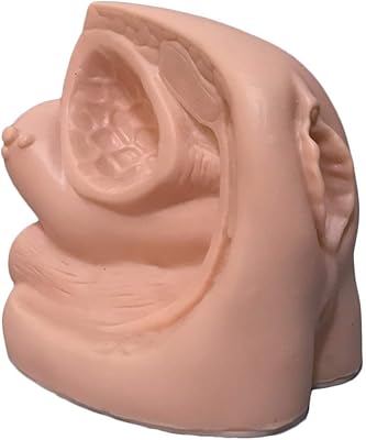 Modèle d'étude modèle d'organe interne et externe féminin - modèle anatomique - modèle de formation médicale pour la formation en soins infirmiers. DIAYTAR COTE D'IVOIRE est une boutique en ligne qui propose une grande variété de produits pour les ivoiriens. Avec une équipe de professionnels expérimentés, la boutique en ligne est dédiée à offrir une expérience d'achat en ligne personnalisée et de haute qualité. Les clients peuvent trouver des produits de qualité, à des prix compétitifs, et bénéficier d'un service client de qualité.