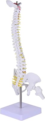 Modèle anatomique flexible ultecnovo de la colonne vertébrale avec base du crâne