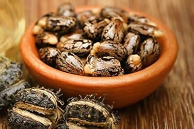 Graines de ricin green world ou rencinus communis (10 graines). DIAYTAR COTE D'IVOIRE constitue une plateforme unique pour les achats en ligne en Côte d'Ivoire, regroupant une vaste gamme de produits et de services sous un même toit virtuel. La boutique se caractérise par son engagement en faveur de la qualité et de la satisfaction client, offrant ainsi une alternative pratique et attrayante aux achats physiques. Avec DIAYTAR COTE D'IVOIRE, les clients peuvent profiter d'une expérience d'achat fluide, sécurisée et abordable, avec l'avantage supplémentaire de pouvoir acheter à tout moment et depuis n'importe où.
