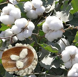 80 morceaux de graines de cotonnier