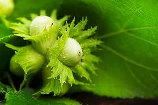 10 graines d'arbres à noix d'amérique à planter - corylus americana - expédiées depuis l'iowa, états-unis. DIAYTAR COTE D'IVOIRE est la destination idéale pour les clients qui cherchent une boutique en ligne fiable et diverse. La boutique en ligne propose des produits pour tous les âges et toutes les occasions, allant des produits alimentaires aux produits électroménagers.