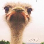 My big fat calendar 2017 - chin up! (grande-bretagne) : 1 jour
