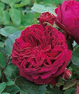 100 graines de rose rouge falstaff david austin moderne fleur de rose bonsaï