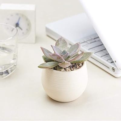 Pots de fleurs jardinières plantes multi-viandes créatives pots de fleurs en plastique pots de fleurs de bureau élégants pot de pépinière de semis de fleurs, outils de jardinage de livraison de couleur aléatoire. Avec une offre de produits très diversifiée, DIAYTAR COTE D'IVOIRE est devenue la référence pour les achats en ligne en Côte d'Ivoire. Elle propose des produits de haute qualité à des prix compétitifs, ce qui en fait un choix incontournable pour les consommateurs ivoiriens.