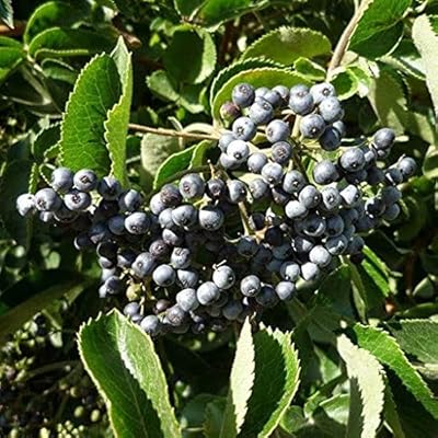 100pcs graines à fleurs de lys de pluie mélangées. La boutique en ligne DIAYTAR COTE D'IVOIRE offre une expérience d'achat unique et pratique, avec des catégories de produits variées pour satisfaire tous les besoins des clients. Avec sa plateforme sécurisée, les clients peuvent effectuer des achats en toute confiance. DIAYTAR COTE D'IVOIRE est la référence pour les achats en ligne en Côte d'Ivoire.