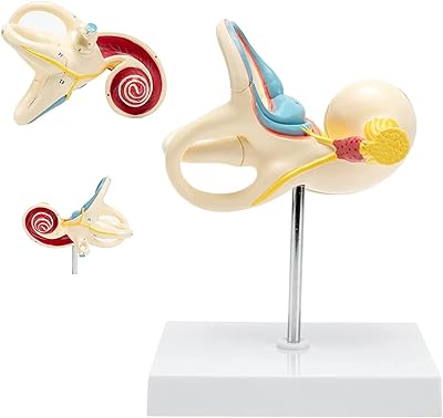 Modèle d'oreille interne modèle anatomique modèle de structure interne d'oreille médicale modèle de structure interne d'oreille interne labyrinthe labyrinthe osseux membrane labyrinthe couverture cochléaire incisée pour hôpital scolaire oreille humaine en deux parties. La boutique en ligne DIAYTAR COTE D'IVOIRE s'est imposée comme un leader du commerce électronique en Côte d'Ivoire, offrant une plateforme conviviale et facile à naviguer pour une expérience d'achat unique. Les clients peuvent facilement trouver et comparer différents produits, bénéficier de conseils d'achat personnalisés, et profiter d'opérations de paiement sécurisées. Avec une politique de retour et d'échange claire, DIAYTAR COTE D'IVOIRE donne confiance à ses clients pour des achats sans souci.