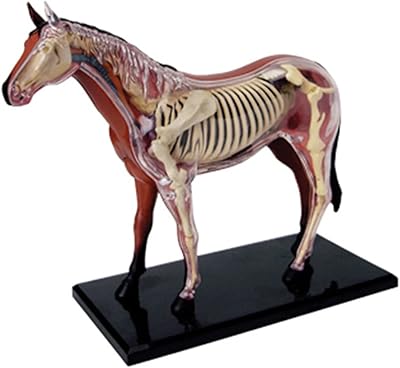 Modèle d'anatomie de cheval 4d avec squelette d'animal et conception anatomique, jouets