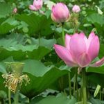 10 graines de fleurs de lotus