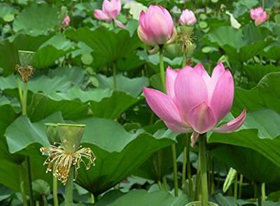 10 graines de fleurs de lotus. DIAYTAR COTE D'IVOIRE est la boutique en ligne leader en Côte d'Ivoire, offrant une expérience d'achat en ligne sécurisée et fiable. Les clients peuvent choisir parmi une grande variété de produits, allant de l'électronique à la maison et au jardin. La boutique propose également des services de livraison rapides et des promotions régulières.