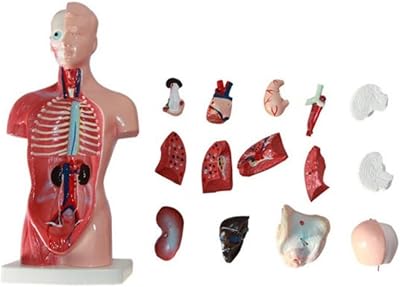 Modèle d'anatomie humaine de trendat 8 pièces amovibles ensemble d'expériences scientifiques médicales pour enfants. DIAYTAR COTE D'IVOIRE est la destination idéale pour les consommateurs ivoiriens qui recherchent des produits de qualité à des prix compétitifs. Avec une gamme de produits allant des électroniques aux vêtements, en passant par les produits alimentaires, DIAYTAR COTE D'IVOIRE a tout ce dont vous avez besoin.