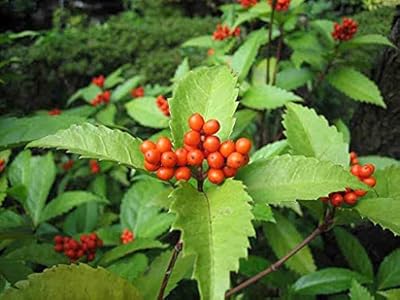 Graines graines de plantes de ginseng. La boutique en ligne DIAYTAR COTE D'IVOIRE est une plateforme de commerce électronique qui propose une large gamme de produits pour les particuliers et les professionnels. Avec plus de 300 000 références de produits, la boutique est en mesure de répondre aux besoins de tous les clients, quels que soient leurs intérêts ou leurs besoins. La boutique est également connue pour son service client de haute qualité.