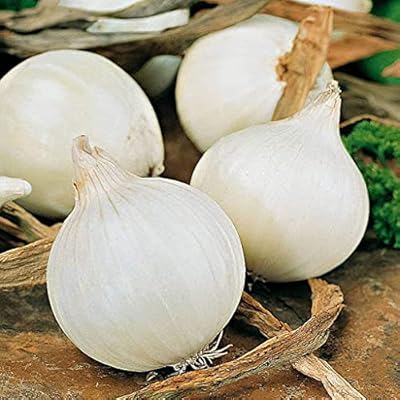 Graines de légumes frais géants à planter, 100 pièces, blanches
