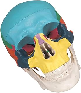 Musisaly mannequin en os modèle amovible modèle humain détachable mannequin clinique dentaire équipement