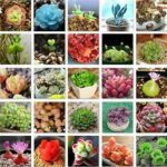 10 morceaux de graines de mangoustan