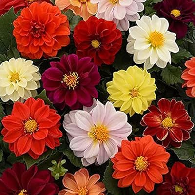 Graines de fleurs de freesia 60 pièces