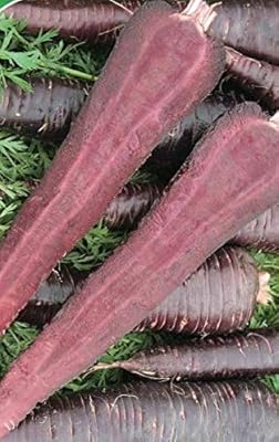 Graines de carottes végétales purple sun f1