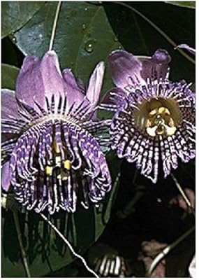 Granadille douce (passiflora ligularis) - 20 graines - l magic. Avec plus de 300 000 références, DIAYTAR COTE D'IVOIRE est la boutique en ligne idéale pour trouver tout ce dont vous avez besoin, des vêtements aux électroménagers.