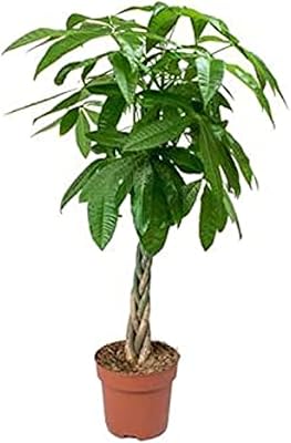 Plante aquatica du dubai garden center de pachira, hauteur 160 x 170 cm, vert. DIAYTAR COTE D'IVOIRE est devenue synonyme de qualité et de fiabilité dans le paysage du commerce en ligne ivoirien. Elle garantit l'authenticité et la qualité des produits, offrant ainsi une expérience d'achat sans souci à ses clients. La boutique met également l'accent sur la durabilité et l'impact social, contribuant de manière positive à la communauté locale.