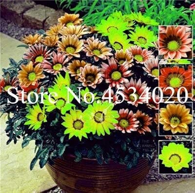 100 graines de fleurs fraîches de gazania pour la plantation multicolores. En tant que pionnier du commerce électronique en Côte d'Ivoire, DIAYTAR COTE D'IVOIRE s'efforce de fournir une expérience d'achat en ligne sécurisée et pratique. Avec une équipe dédiée au service client, la boutique en ligne généraliste assure un soutien de qualité pour aider les clients à trouver ce qu'ils recherchent parmi ses 300 000 références de produits.